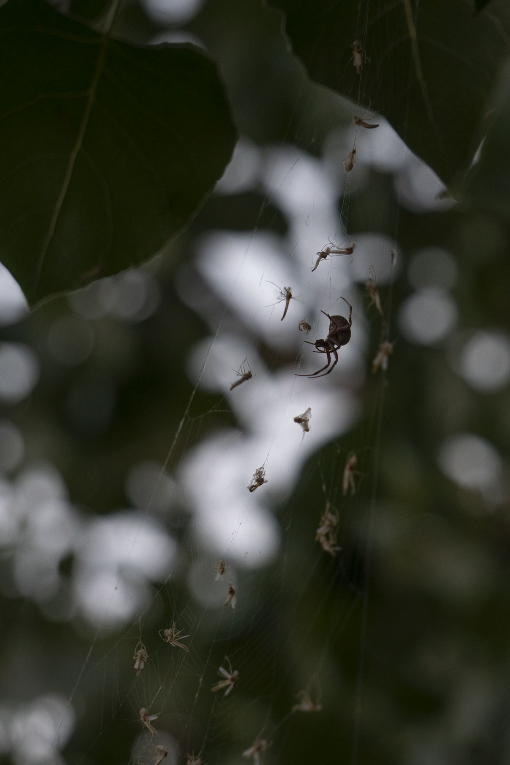 This orbweaver has caught enough bugs